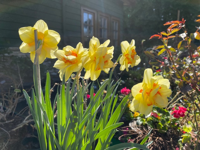 Sunhee's Coquitlam garden is bursting with colour.