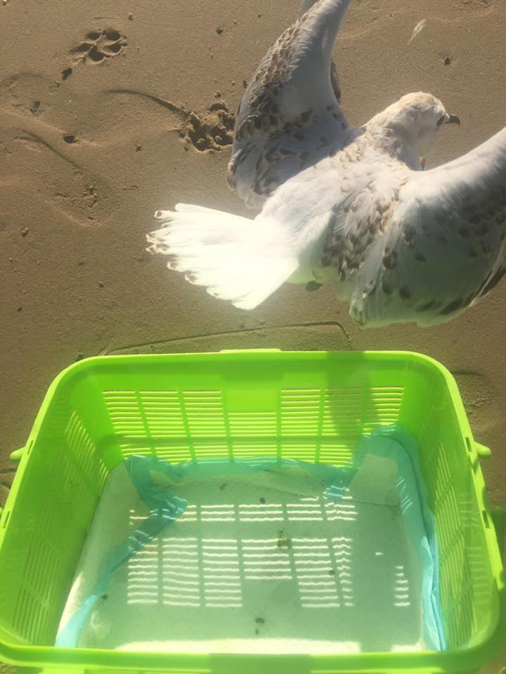 Release of a seagull after being raised from a chick.
