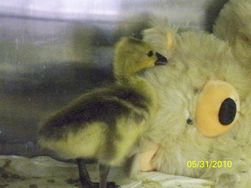 baby goose