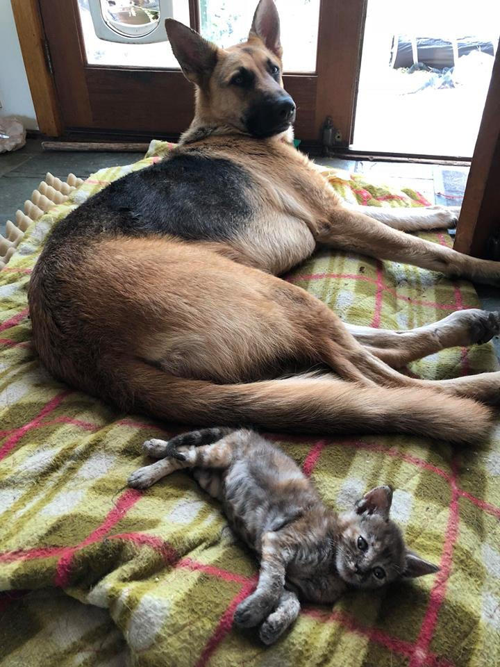 Kitten duties for our Miss Tahya