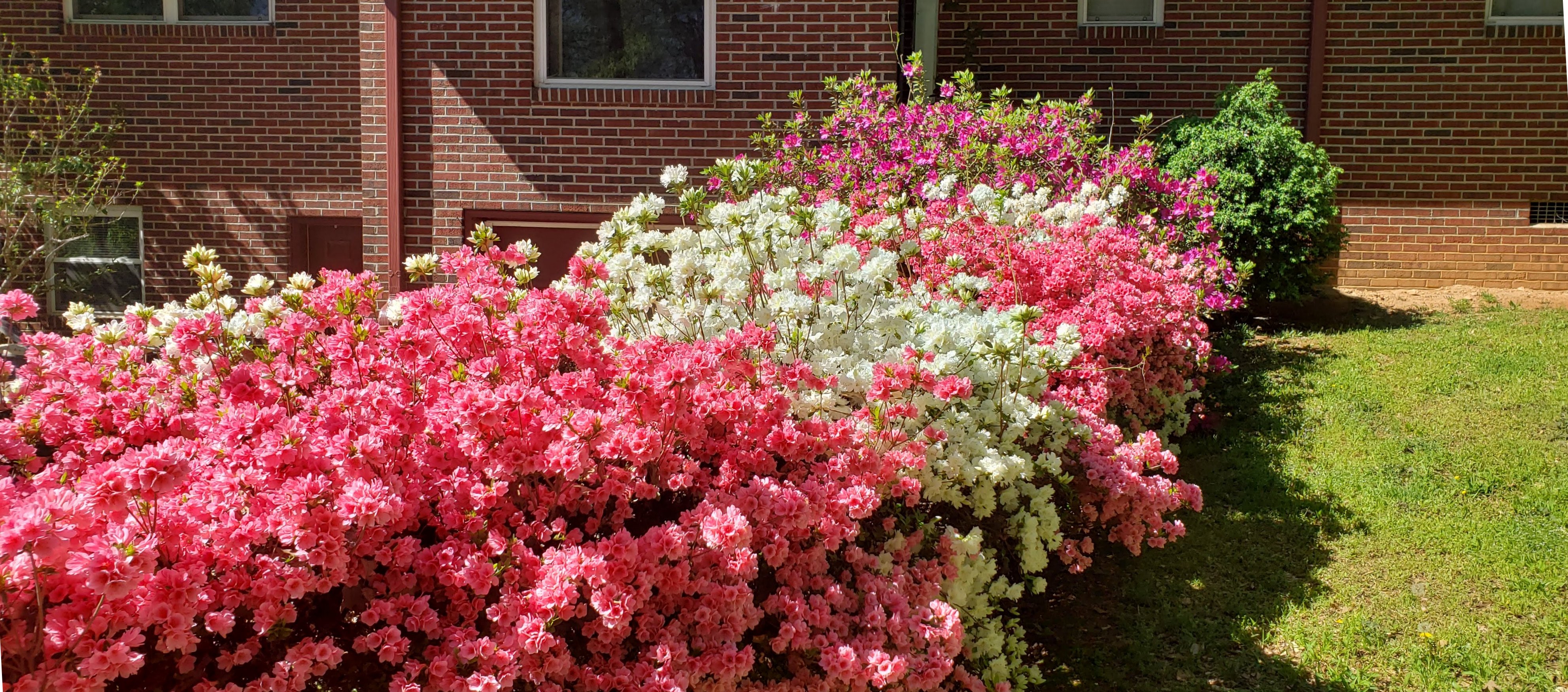 Azaleas