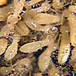 Subterranean Termites
