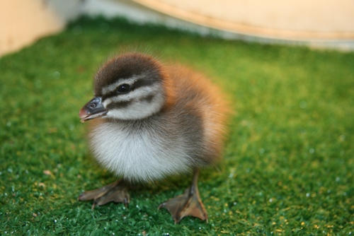 So many lone ducklings come in over Spring.