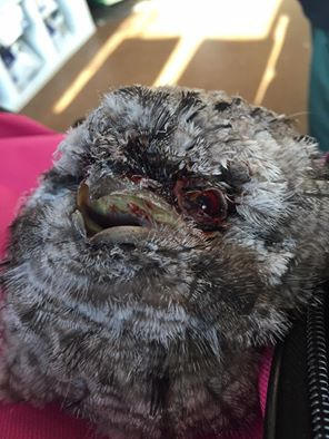 This gorgeous Tawny Frog Mouth chick was attacked by magpies which caused injuries to its eyes and peak.