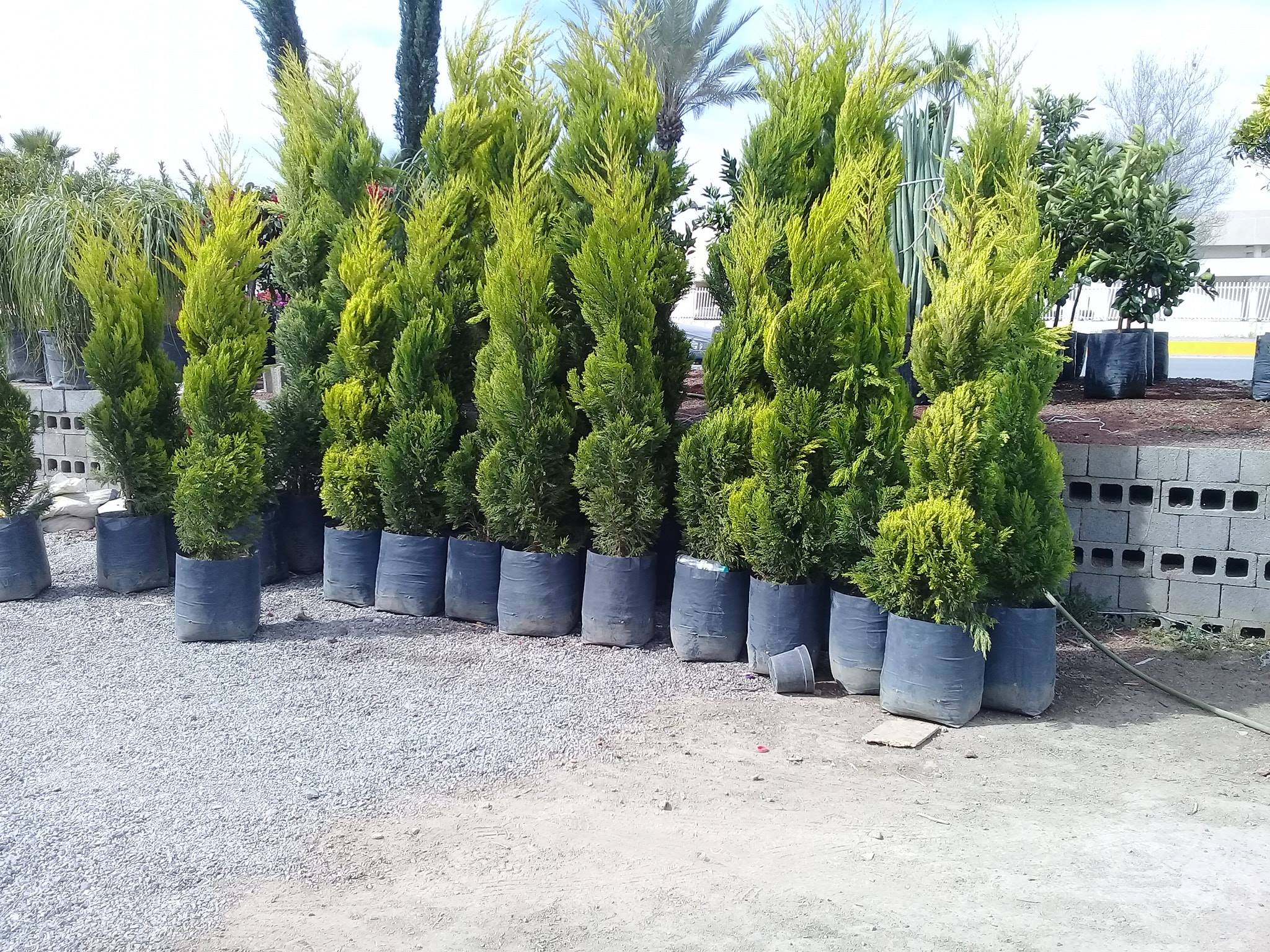 Cedro limón en espiral