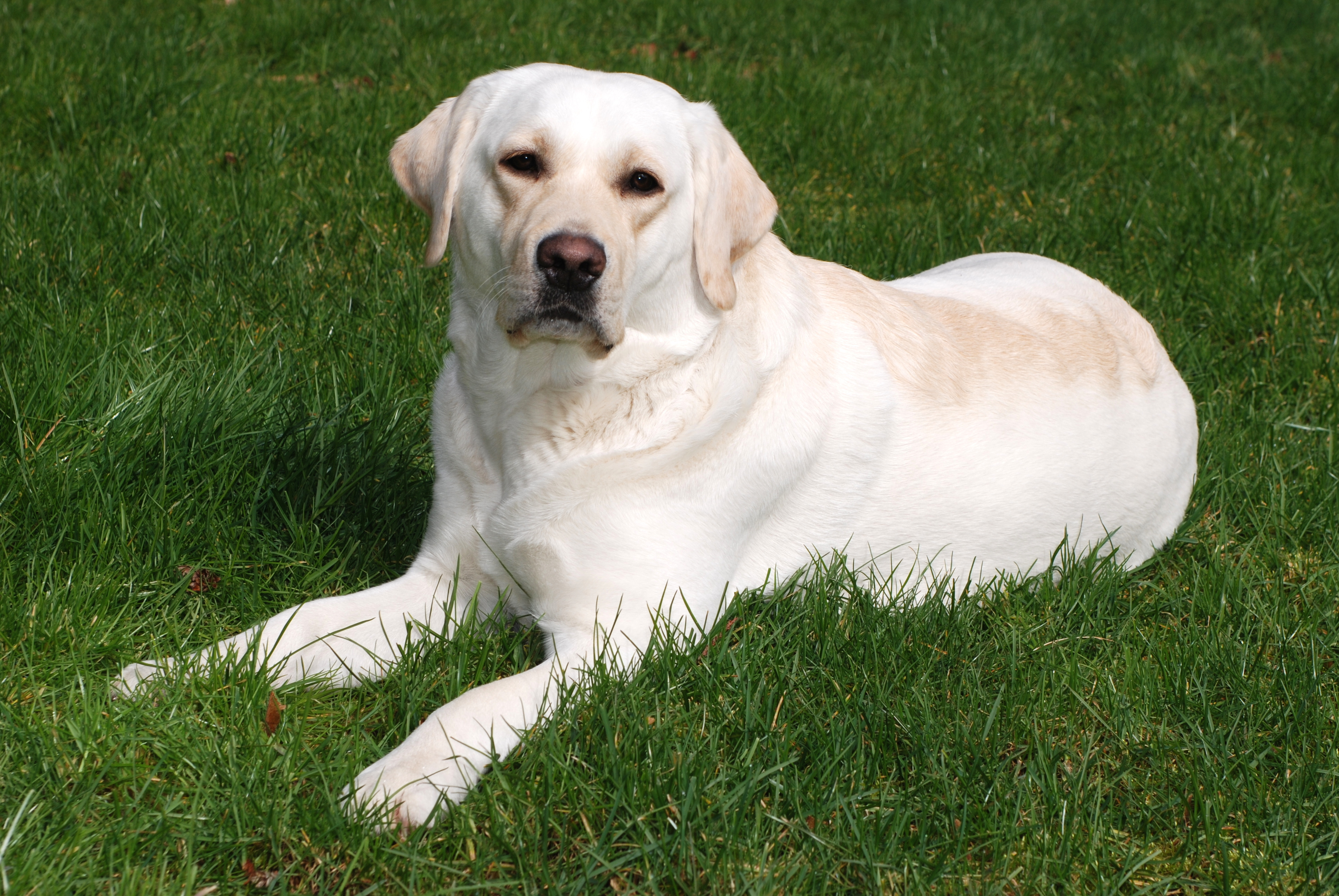 Ada (Edensgate Canterwood Serenada)
DOB 6/4/2007
3/2009