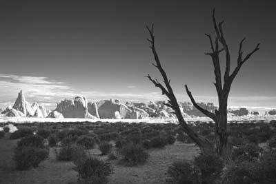 Arches, Dead Tree