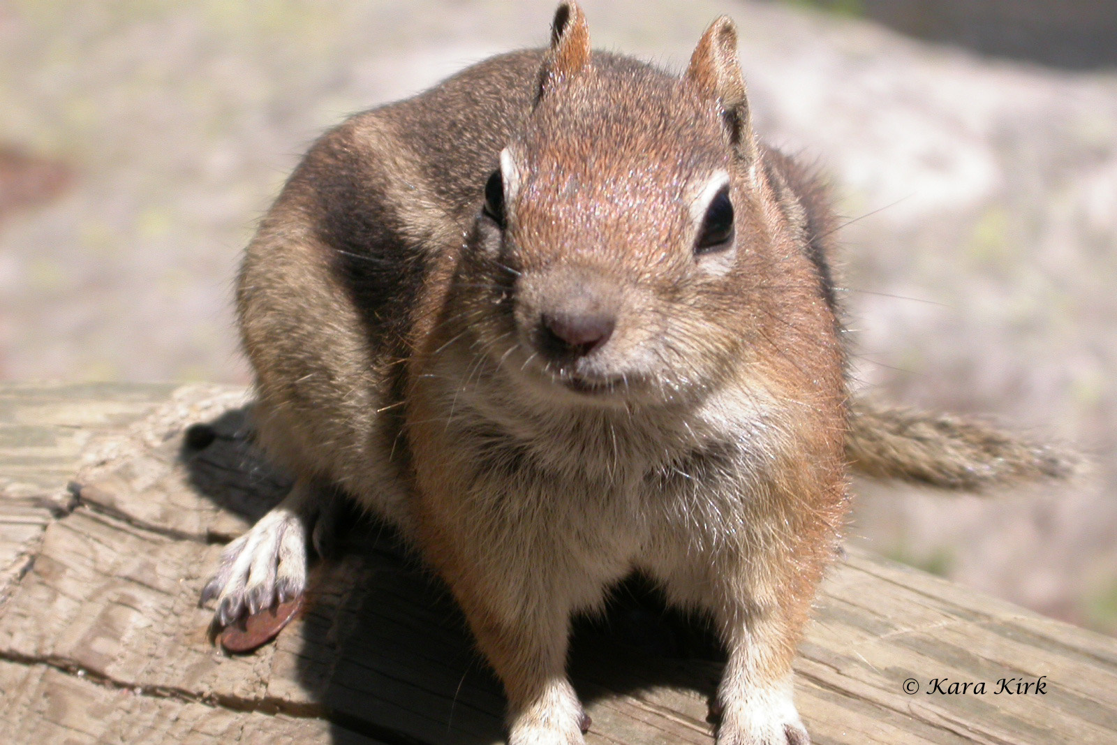 https://0201.nccdn.net/4_2/000/000/06b/a1b/Bear-Lake-Ground-Squirrel-37-08-08-04-4x6-1600x1067.jpg