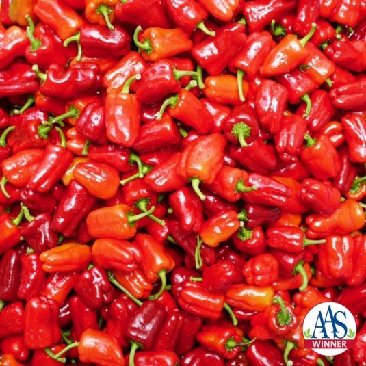 Pepper Cajun Belle Pepper Cajun Belle