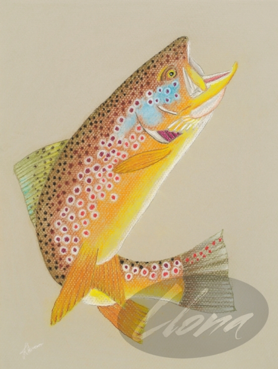 Brown Trout 2019
9" x 12" Giclee -  $56.00
Canvas Mount Giclee - $139.00