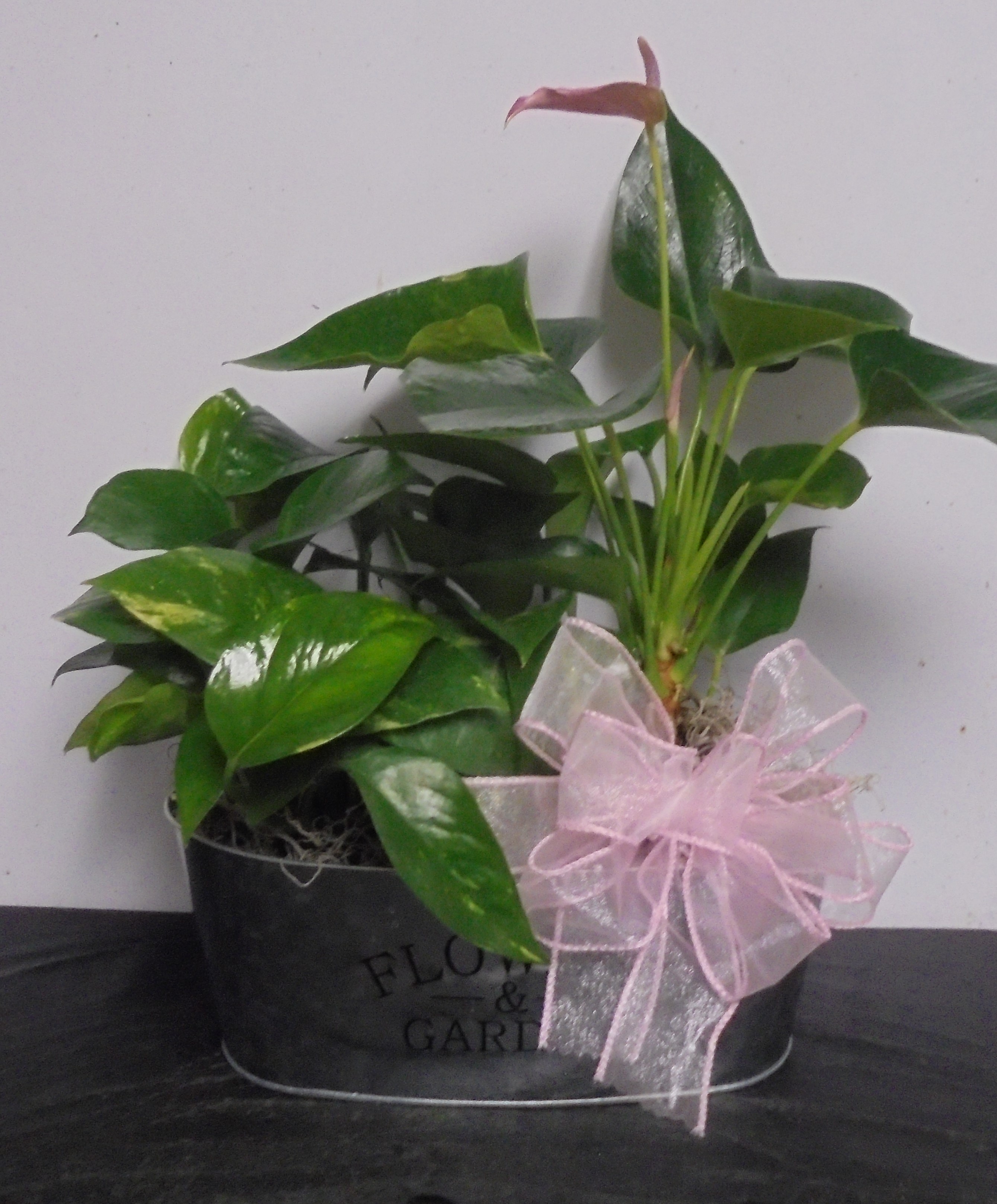 (10) "Double" Planter
(Pothos & Anthurium)
$35.00