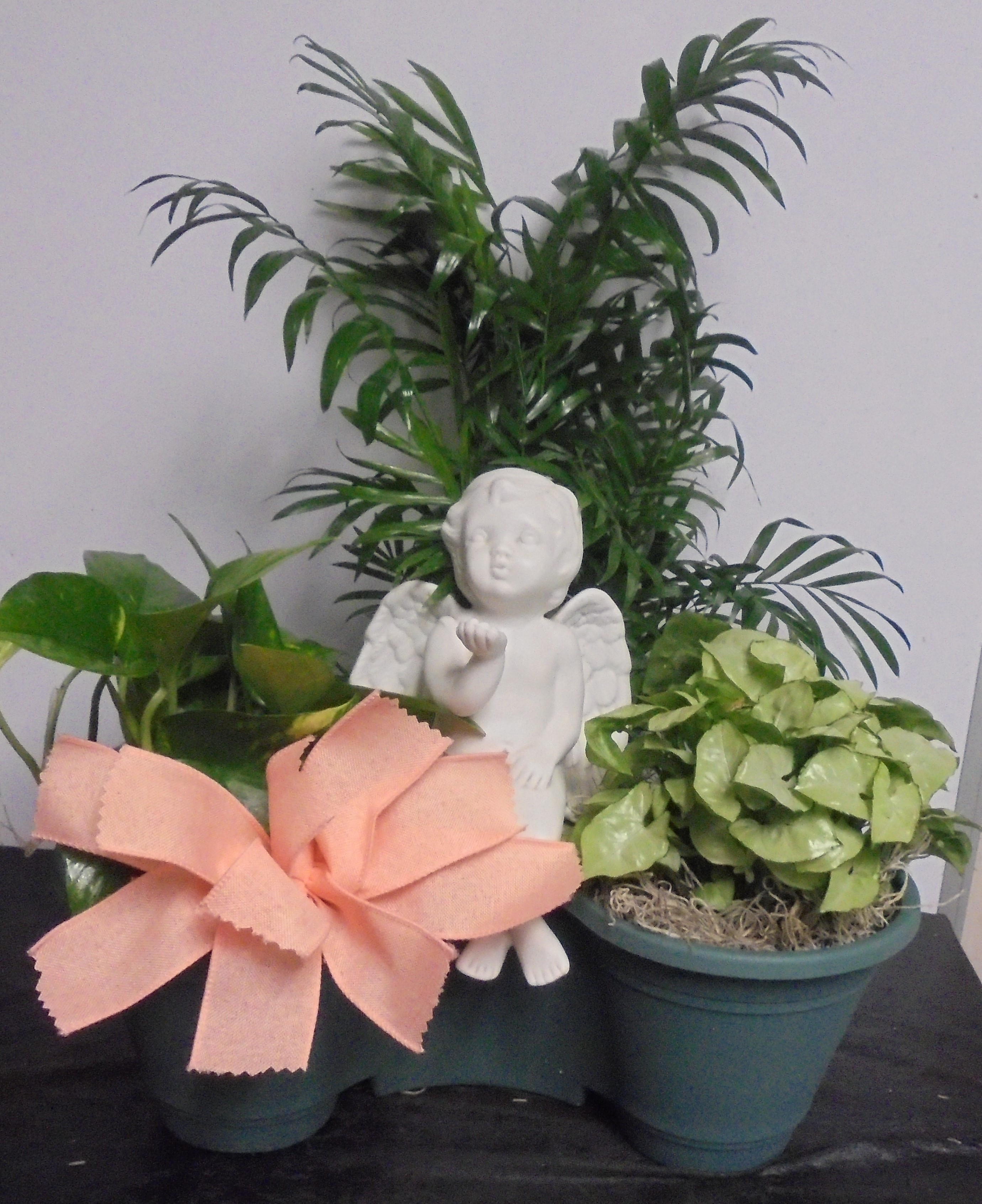 (2) "Three" Plant Combo
W/ Angel
$60.00