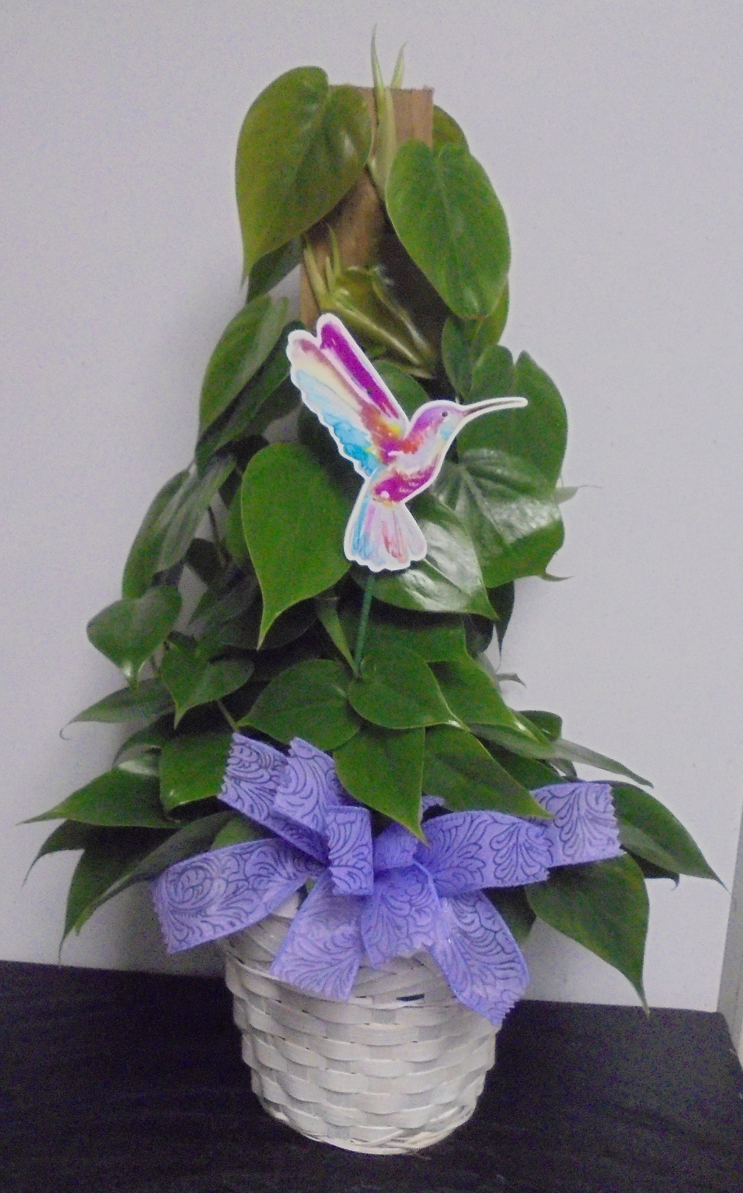 (13) "Heart-Leaf" Philodendron Plant
$40.00