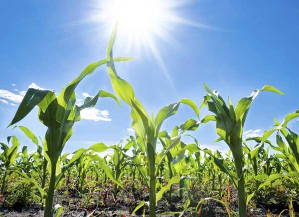 EJIDO EL RICON - apoyo en parcelas