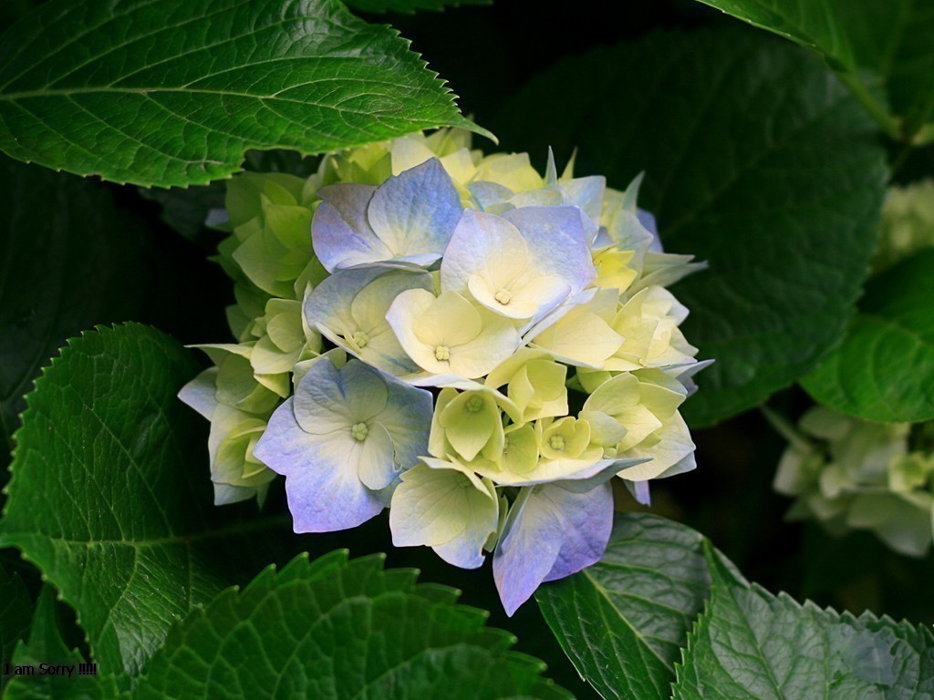 https://0201.nccdn.net/4_2/000/000/06b/a1b/hydrangeas.jpg