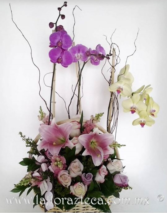 LFA-804
Precio $2,680