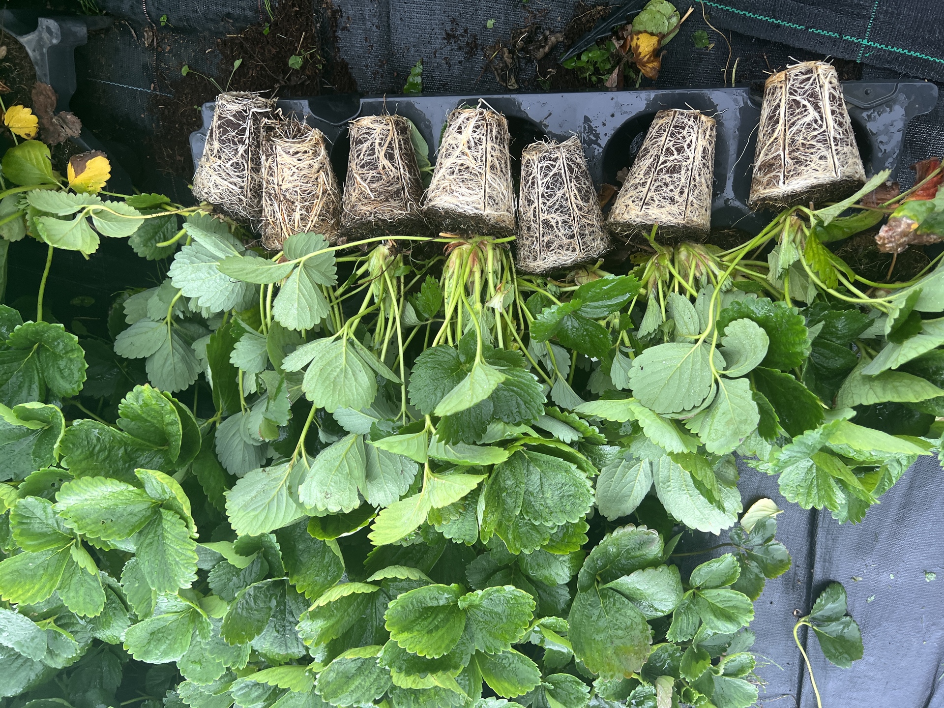 EU Plants Ltd