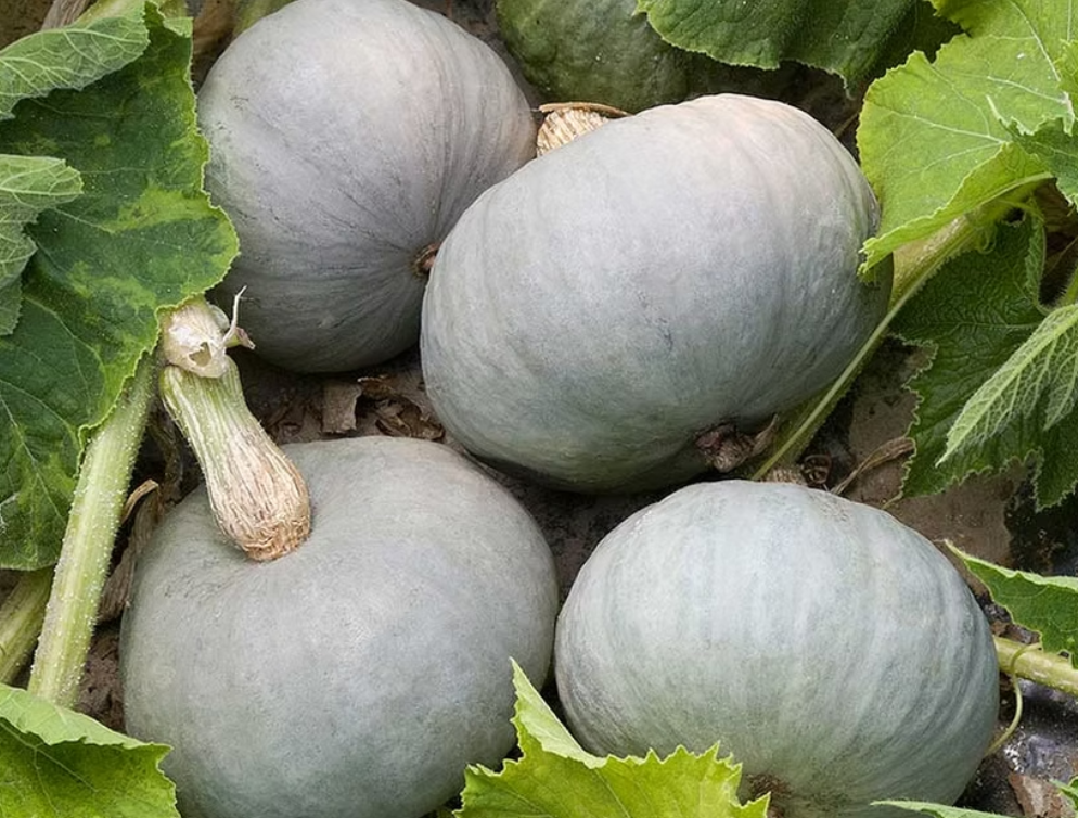 https://0201.nccdn.net/4_2/000/000/06b/a1b/mini-kabocha-2.png