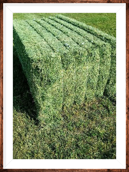 Organic Alfalfa Hay