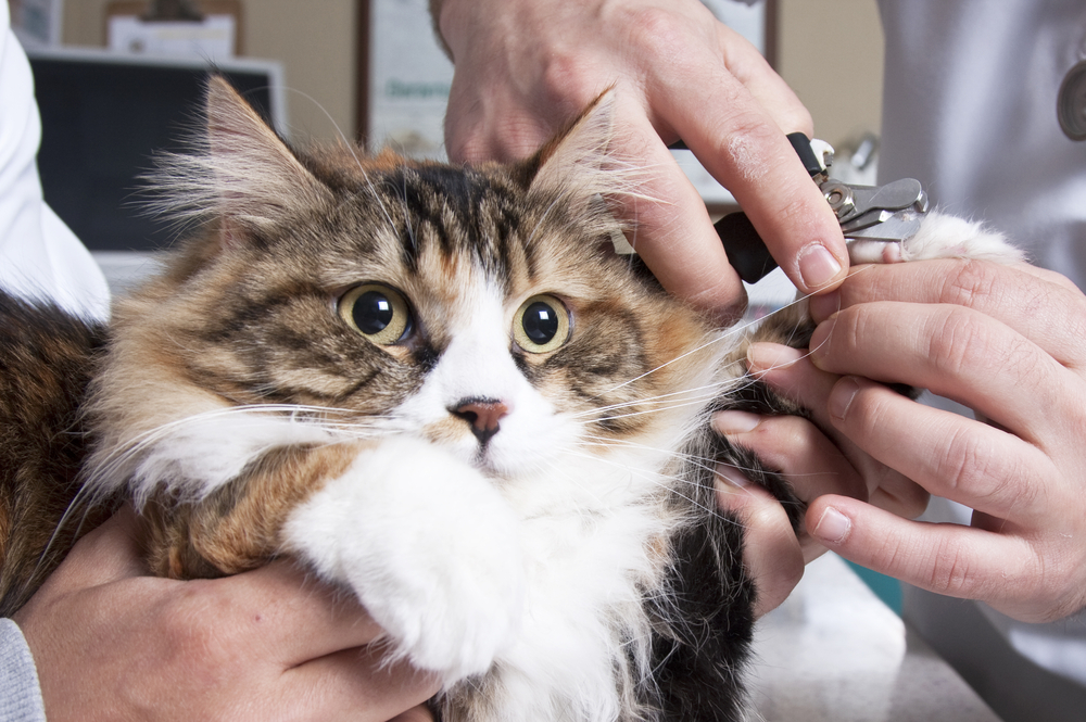 SHOULD YOU CLIP YOUR CAT'S CLAWS?

