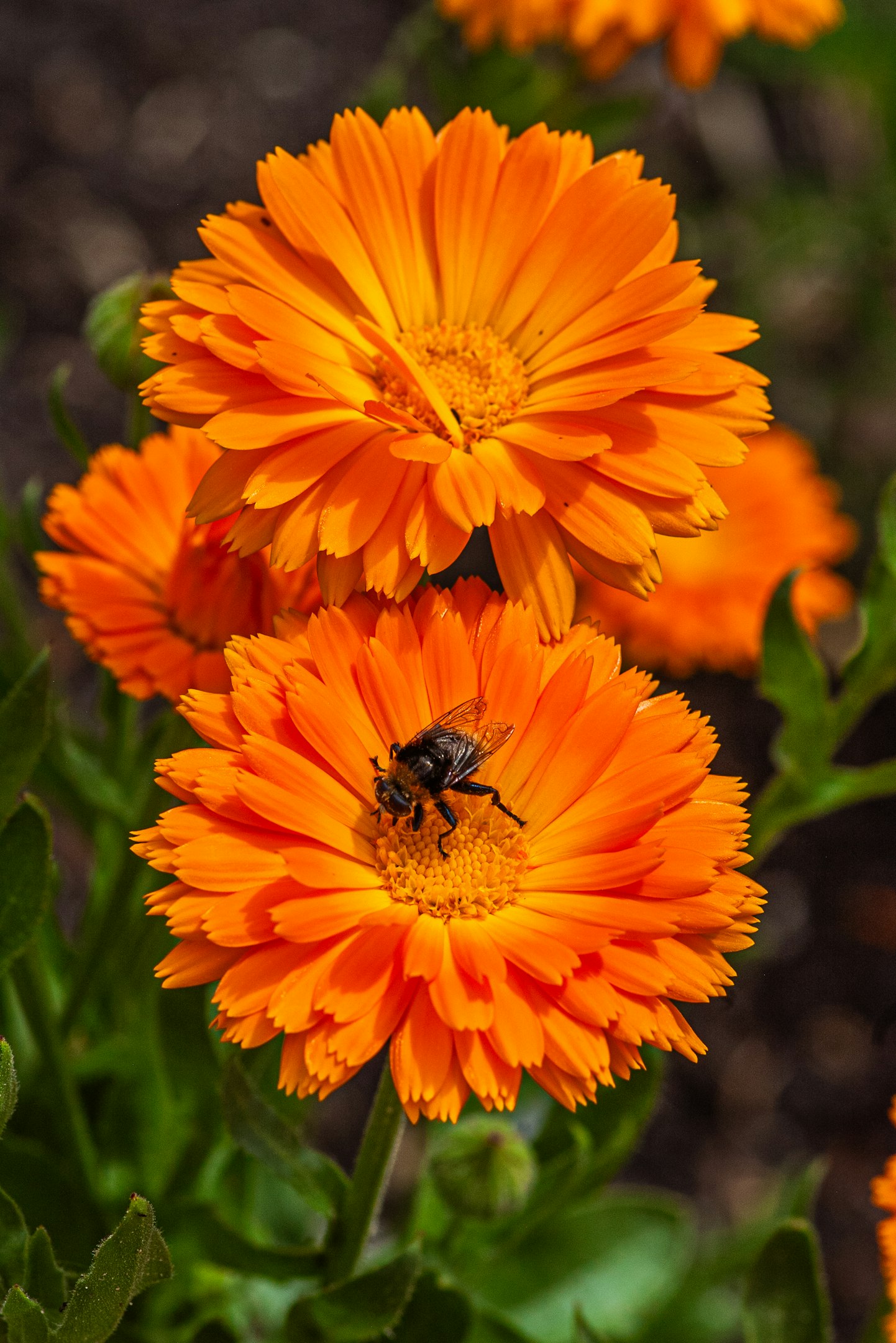 A bee pollinates a bright orange calendula flower A bee pollinates a bright orange calendula flower