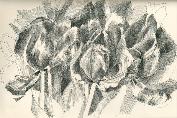 Mono Tulip # 4 (Pen and black ink) - available as a print