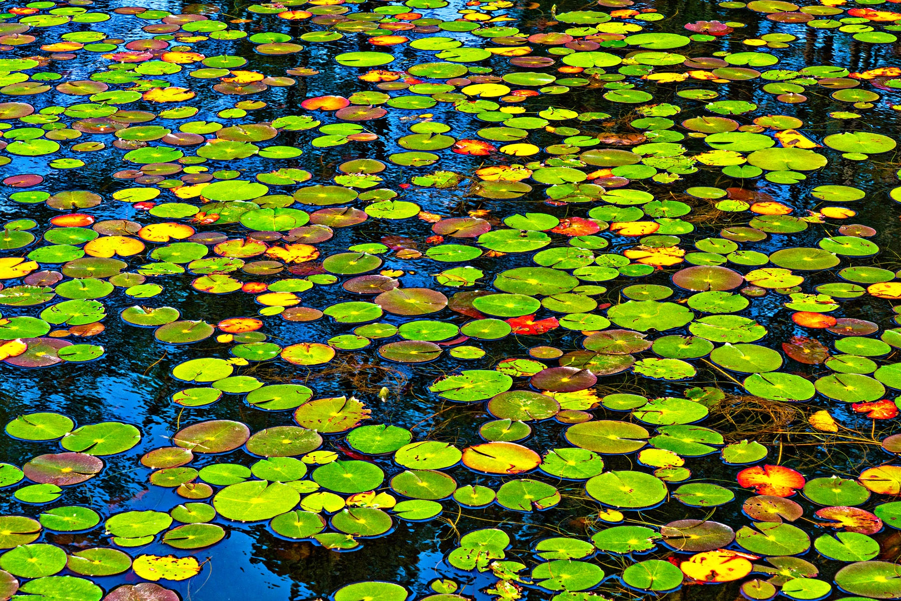POLKA DOTS - I think this also could be titled “Pac-Man Dodgeums”. Anyway, I passed this pond of lilyless lily-pads, and was taken by the assortment of  colors and how bright they were. I had to stop and shoot it. One of my favorites.