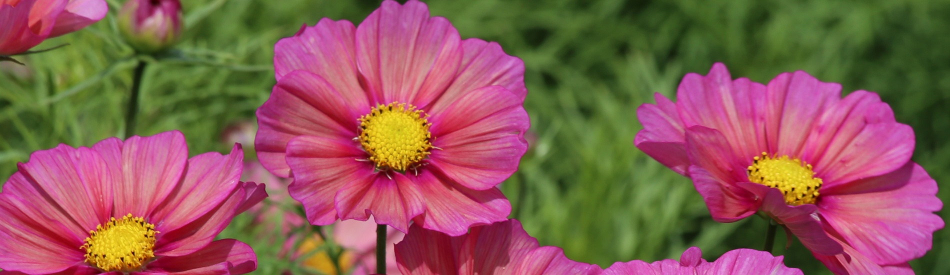 5 Petal Pink Flower Yellow Center Best Flower Site