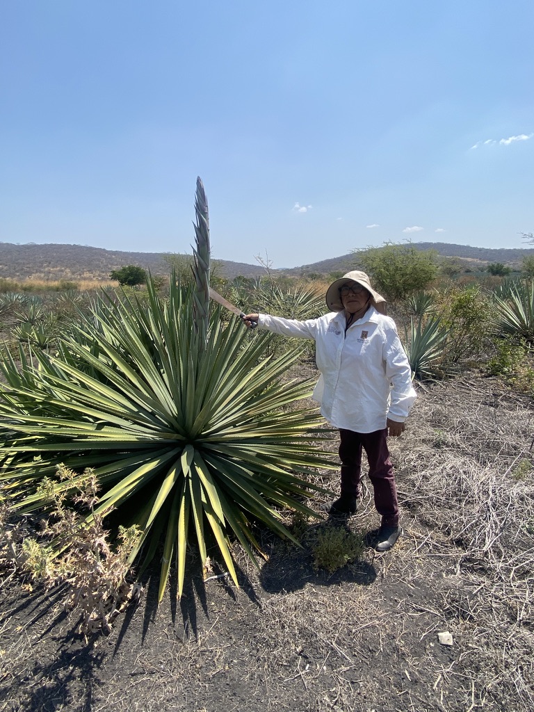 El quiote (metodo sexual reproductivo del agave)