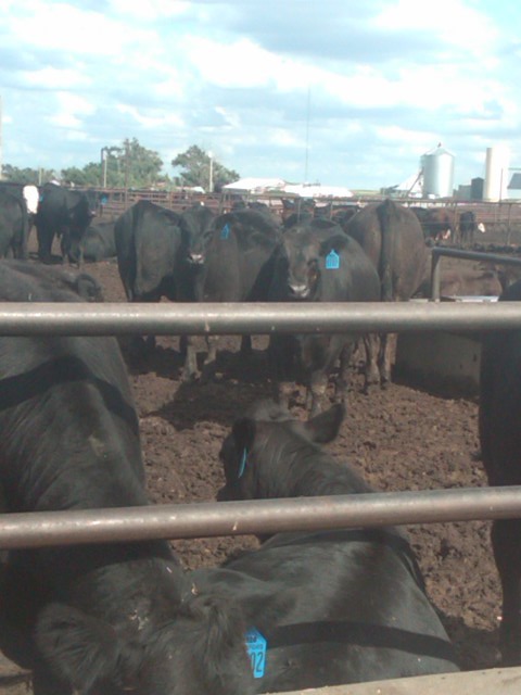 Cattle in Feed Lot