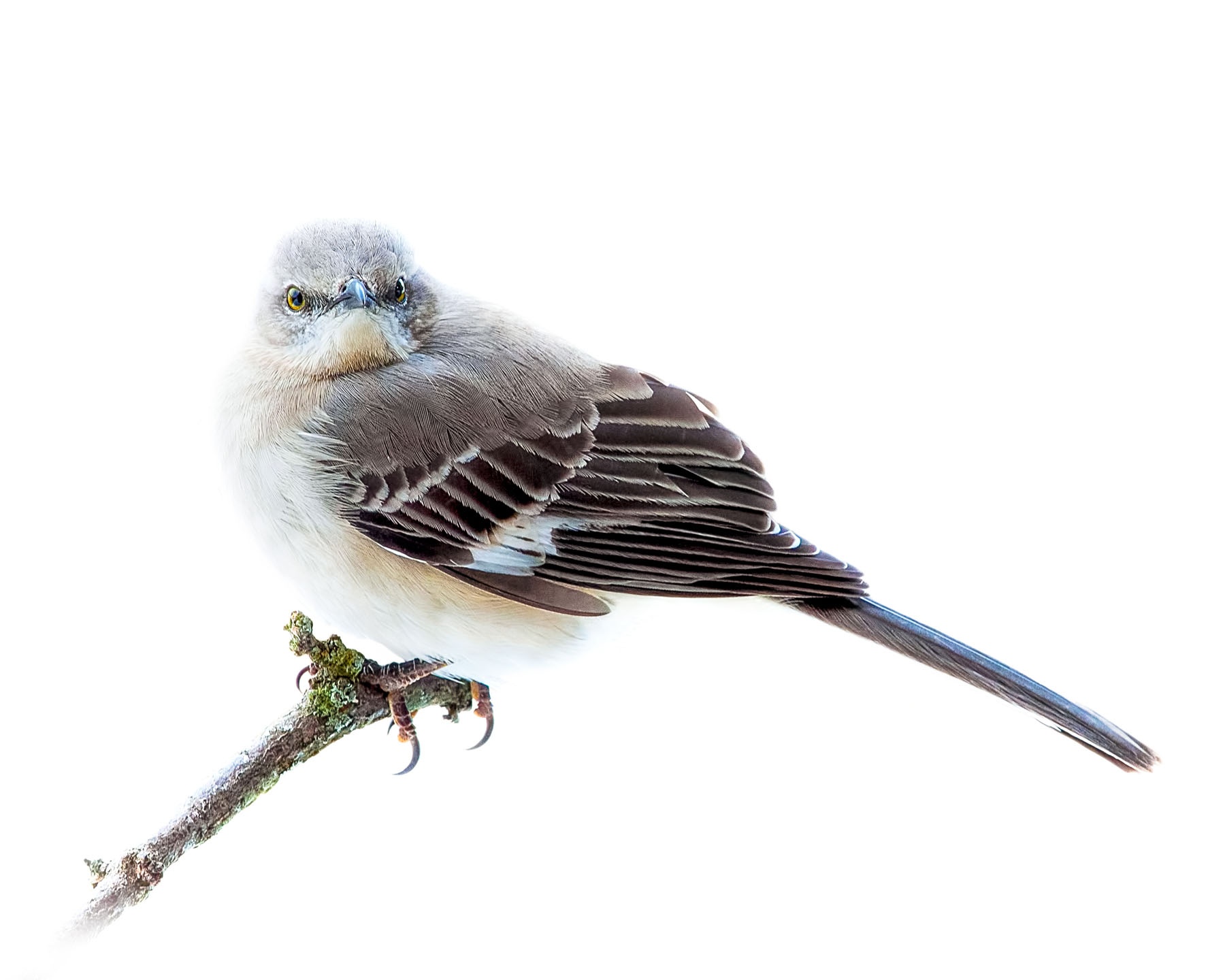 Mocking Bird