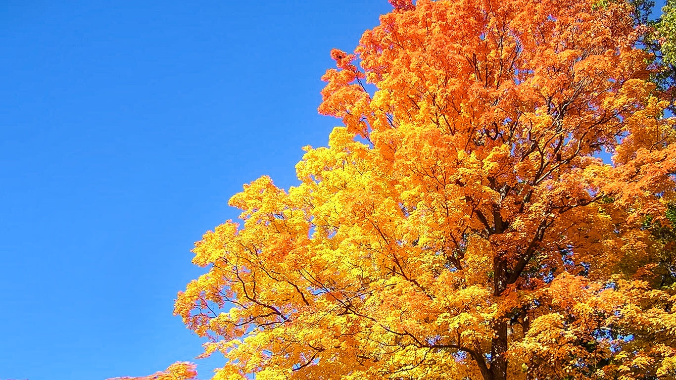 Fall Tree by Nina Leone