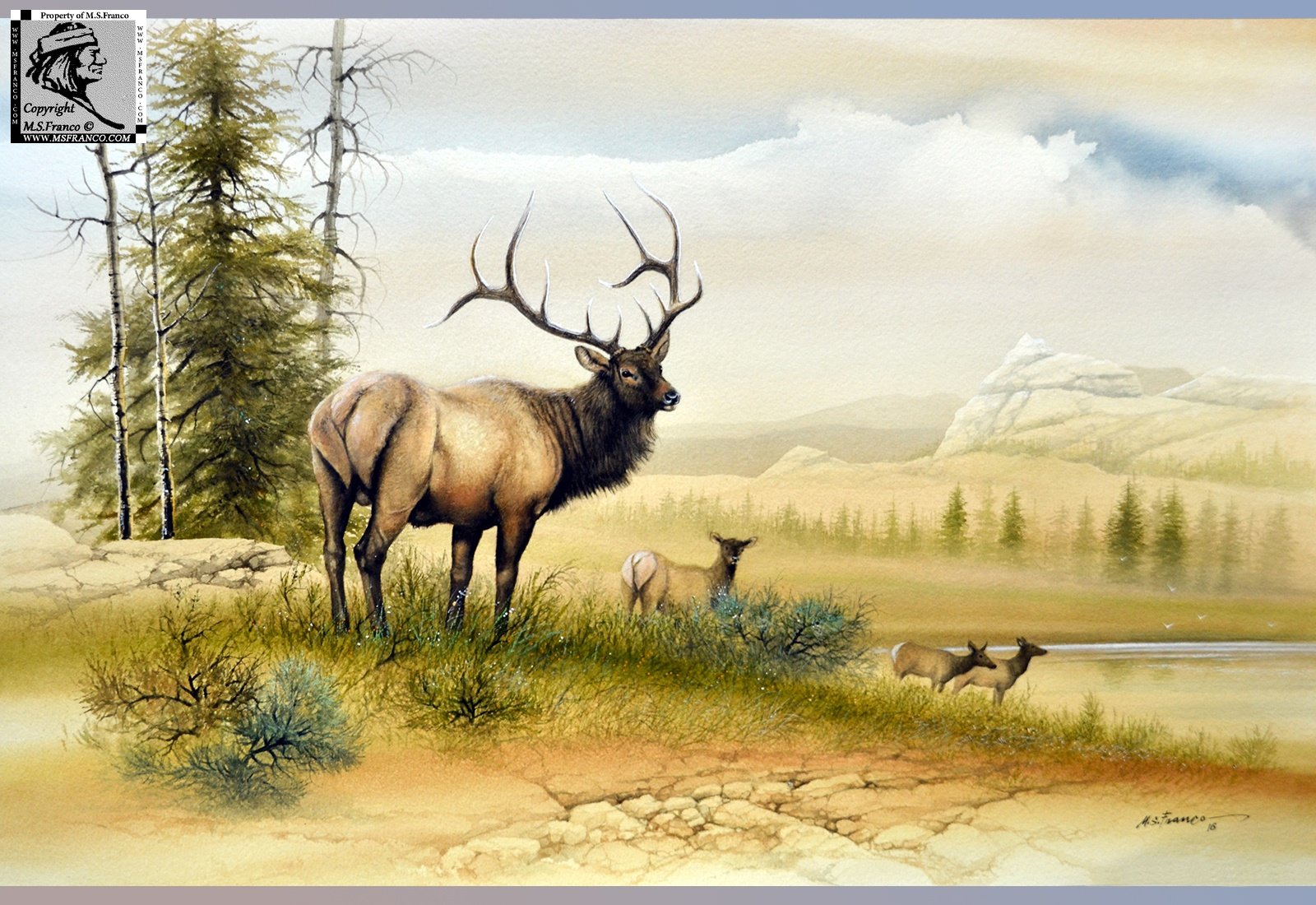 " Elk at the High Country "