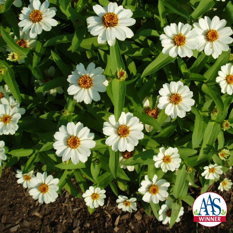 Twilley Seed Zinnia hybrida
