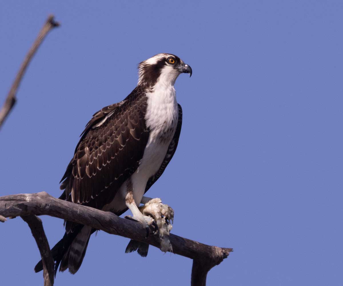 https://0201.nccdn.net/4_2/000/000/071/260/casitas-osprey-fish-1.jpg