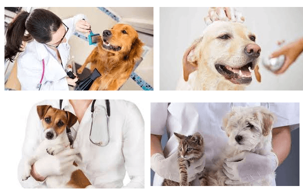 https://0201.nccdn.net/4_2/000/000/071/260/curso-de-veterinaria-gratis--1--610x384.png