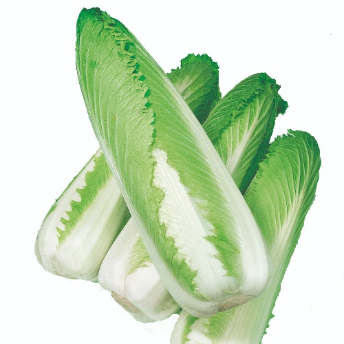 Chinese Cabbage Green Rocket Chinese Cabbage Green Rocket