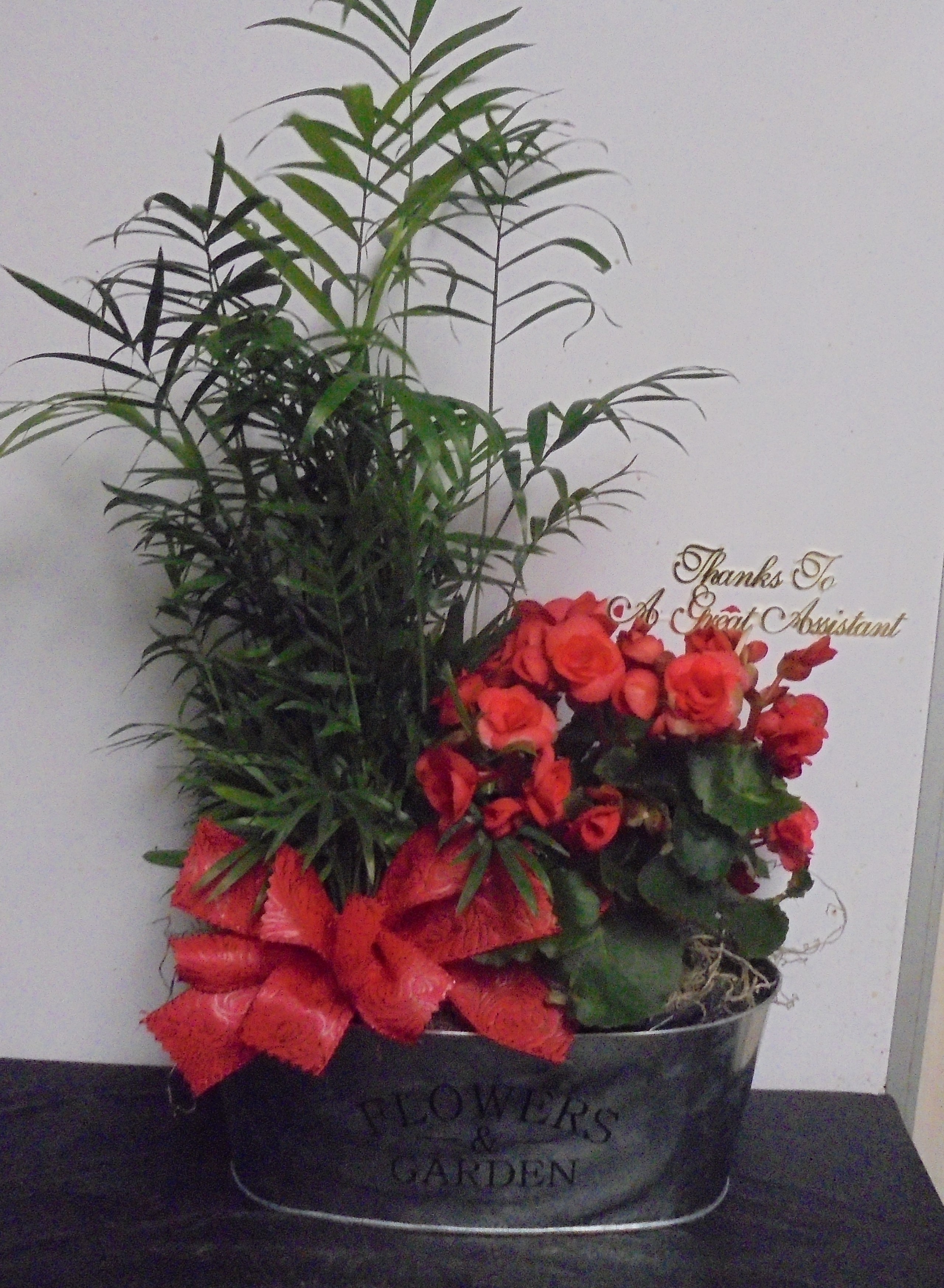 (14) "Desk" Plant
$35.00