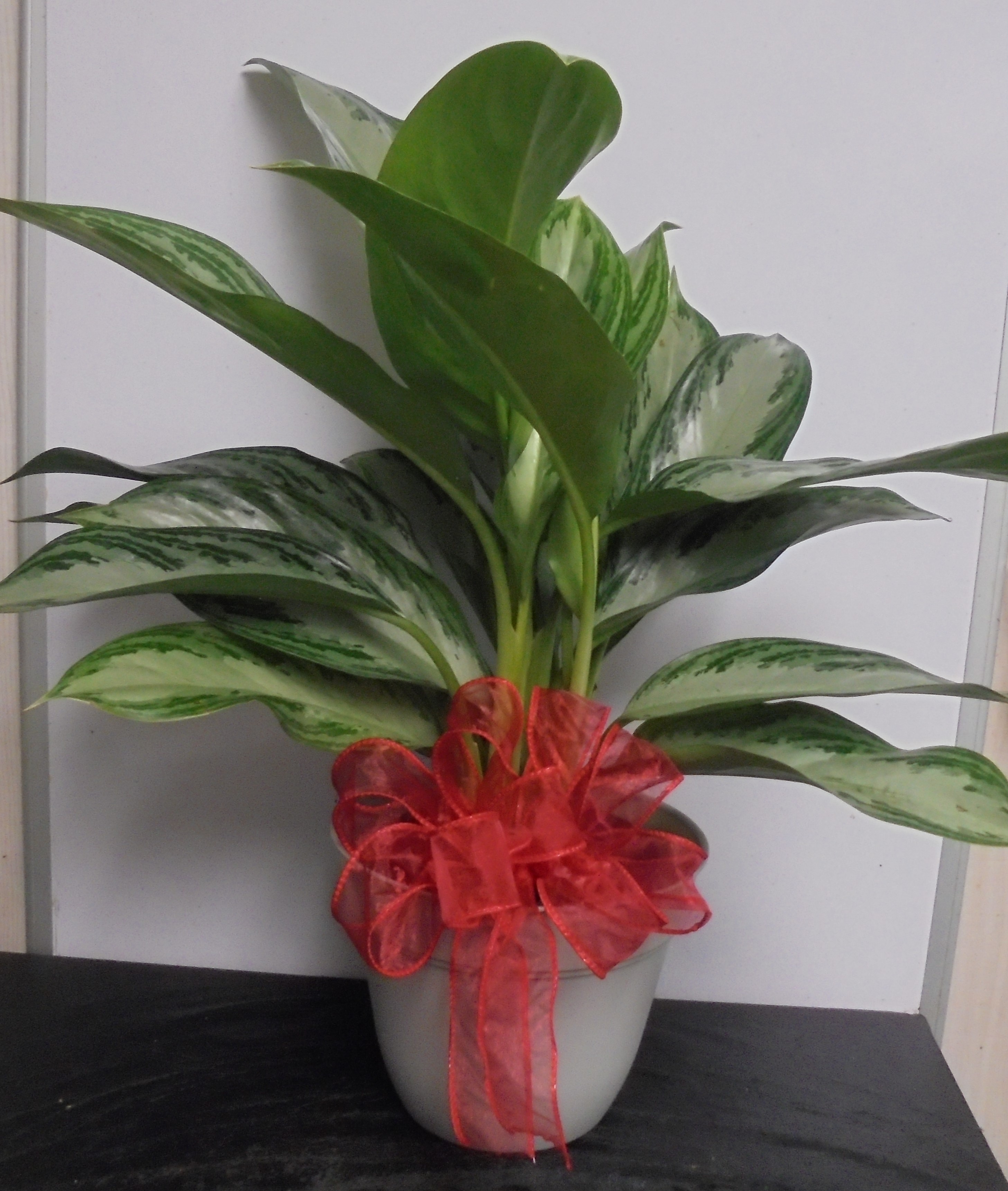 (18)  Chinese Evergreen Plant
$45.00