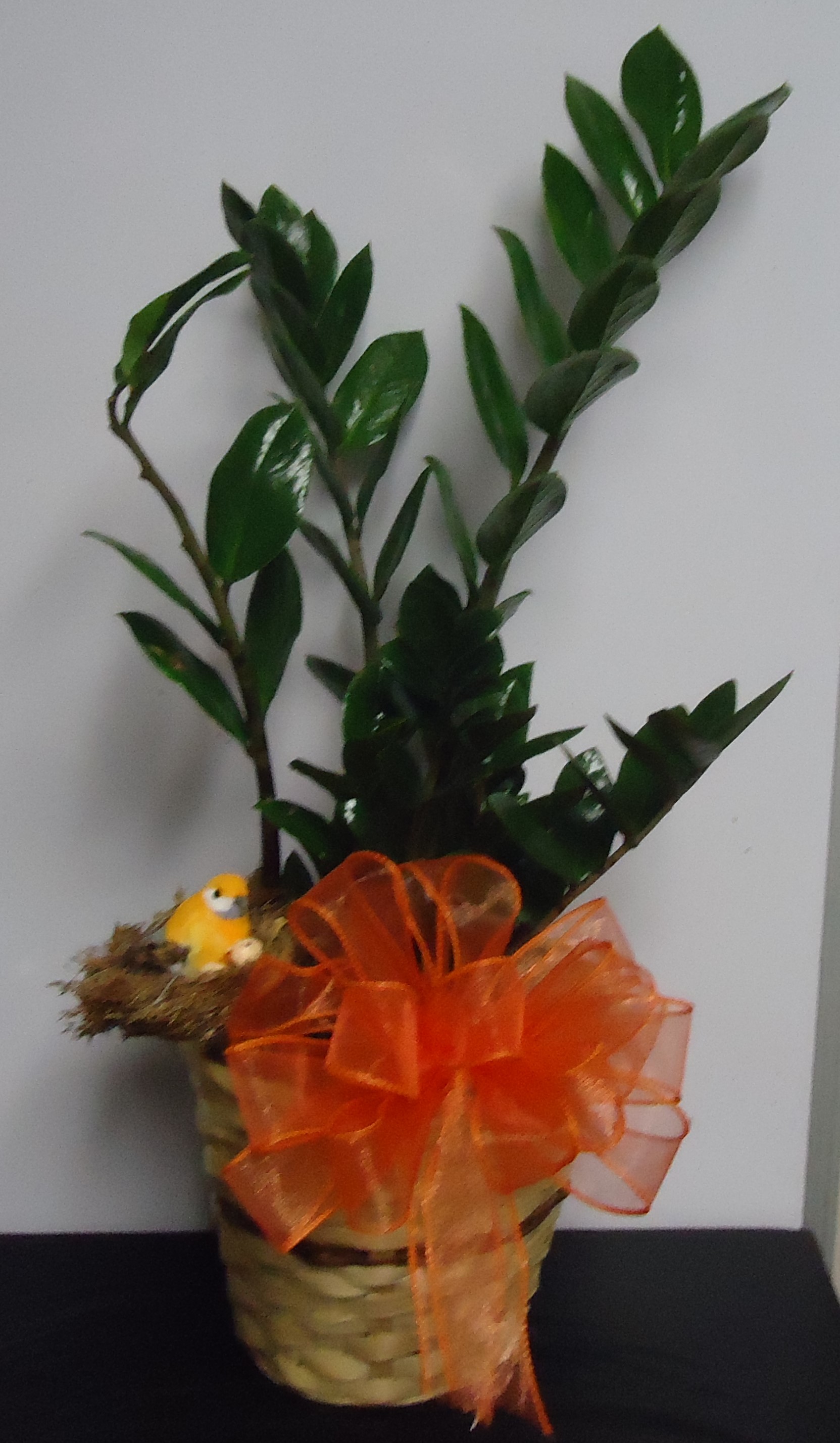 (14) "ZZ" Plant
W/ Bird-Nest
$35.00