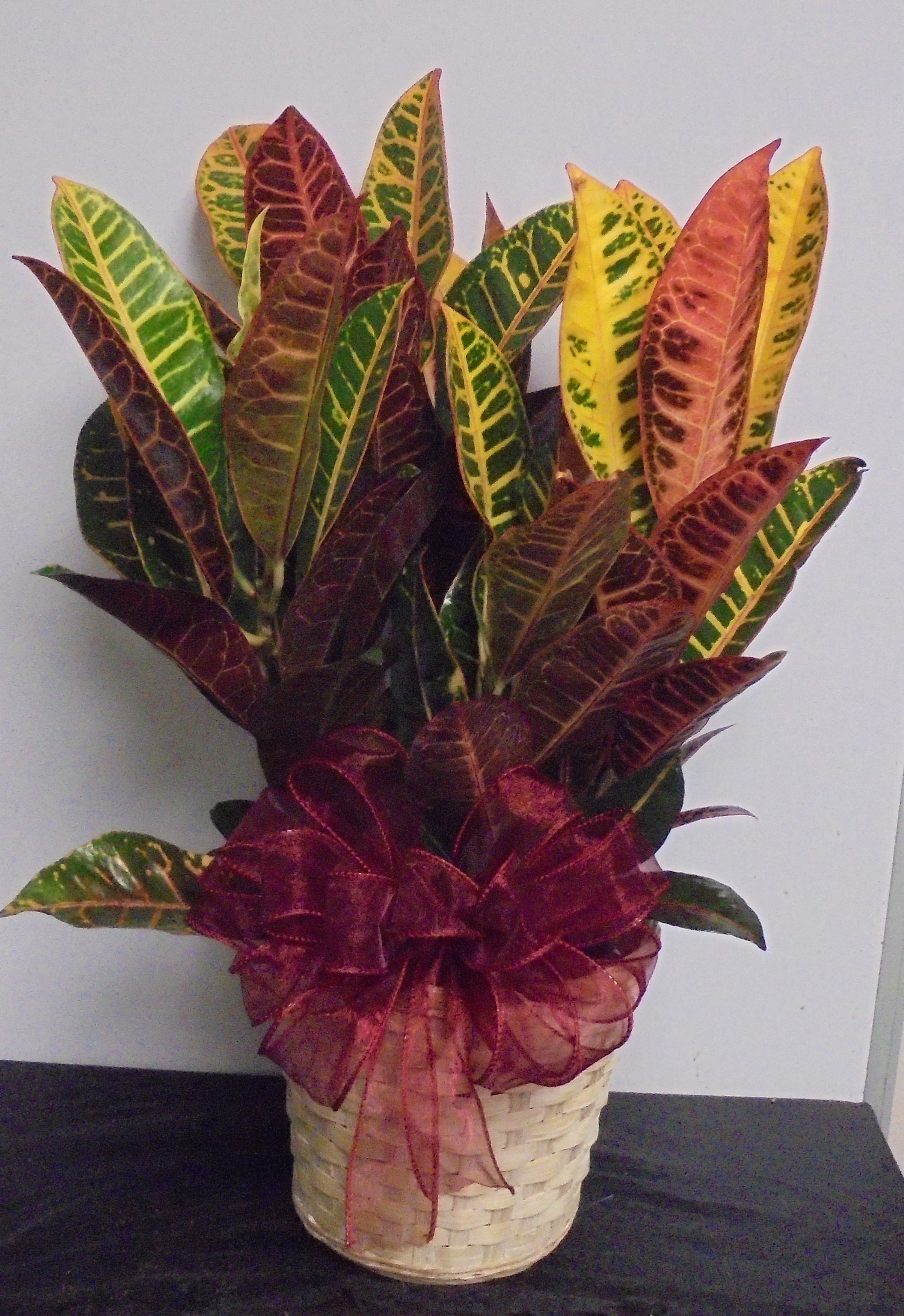 (5C) Croton Plant
$40.00