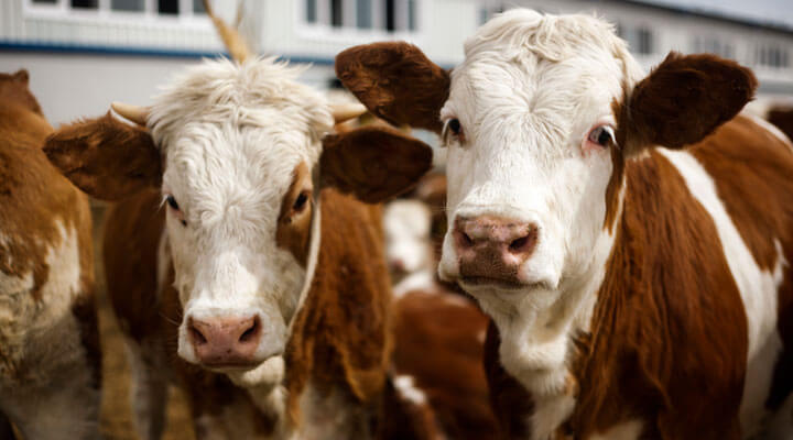 ASOCIACIÓN MEXICANA DE CRIADORES DE GANADO SUIZ-BÚ DE REGISTRO A.C. - SUIZO PURO