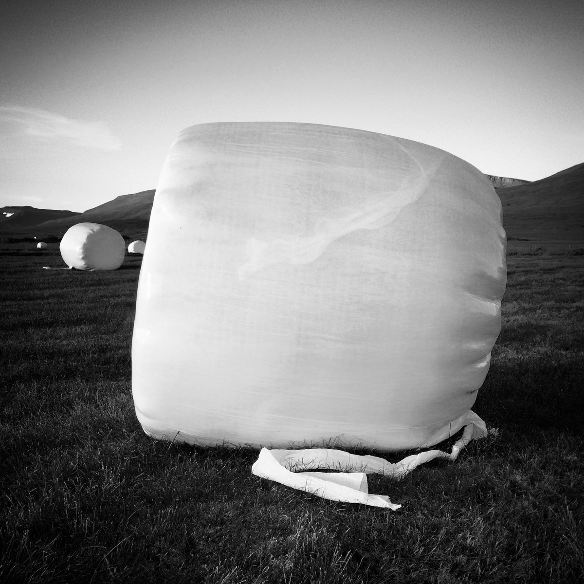 Shiny white plastic covers a series of round hay bales in a grassy landscape.