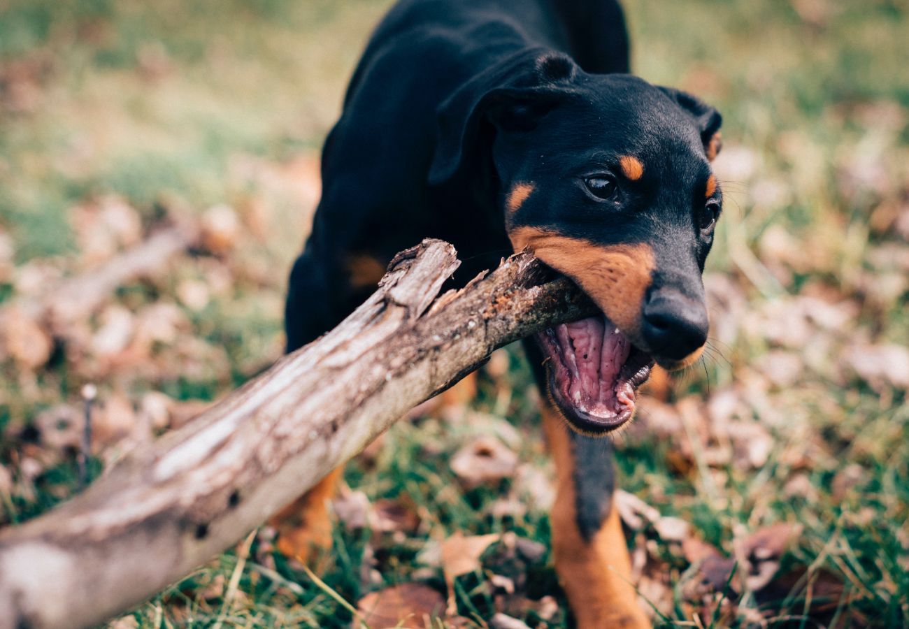 Dog biting a stick