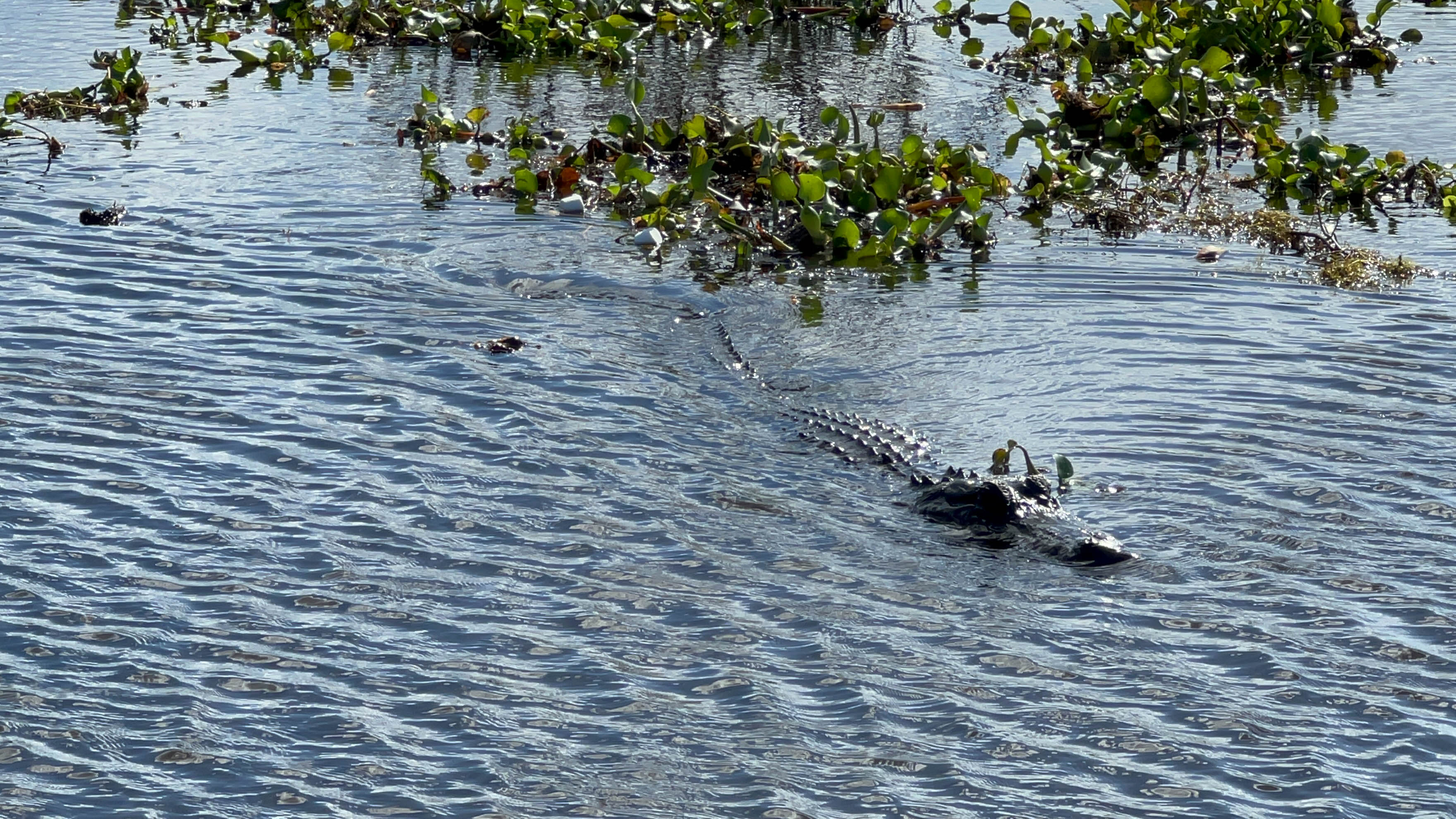 https://0201.nccdn.net/4_2/000/000/071/260/new-orleans-order-121.jpg