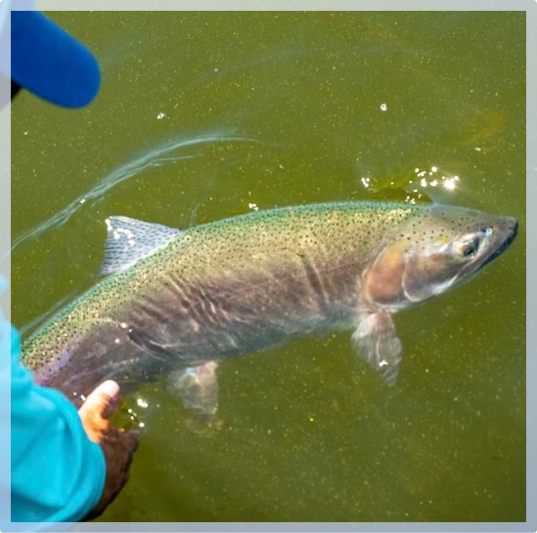 A large fish in the water A large fish in the water