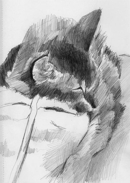 Catnapping 4 (Pencil)