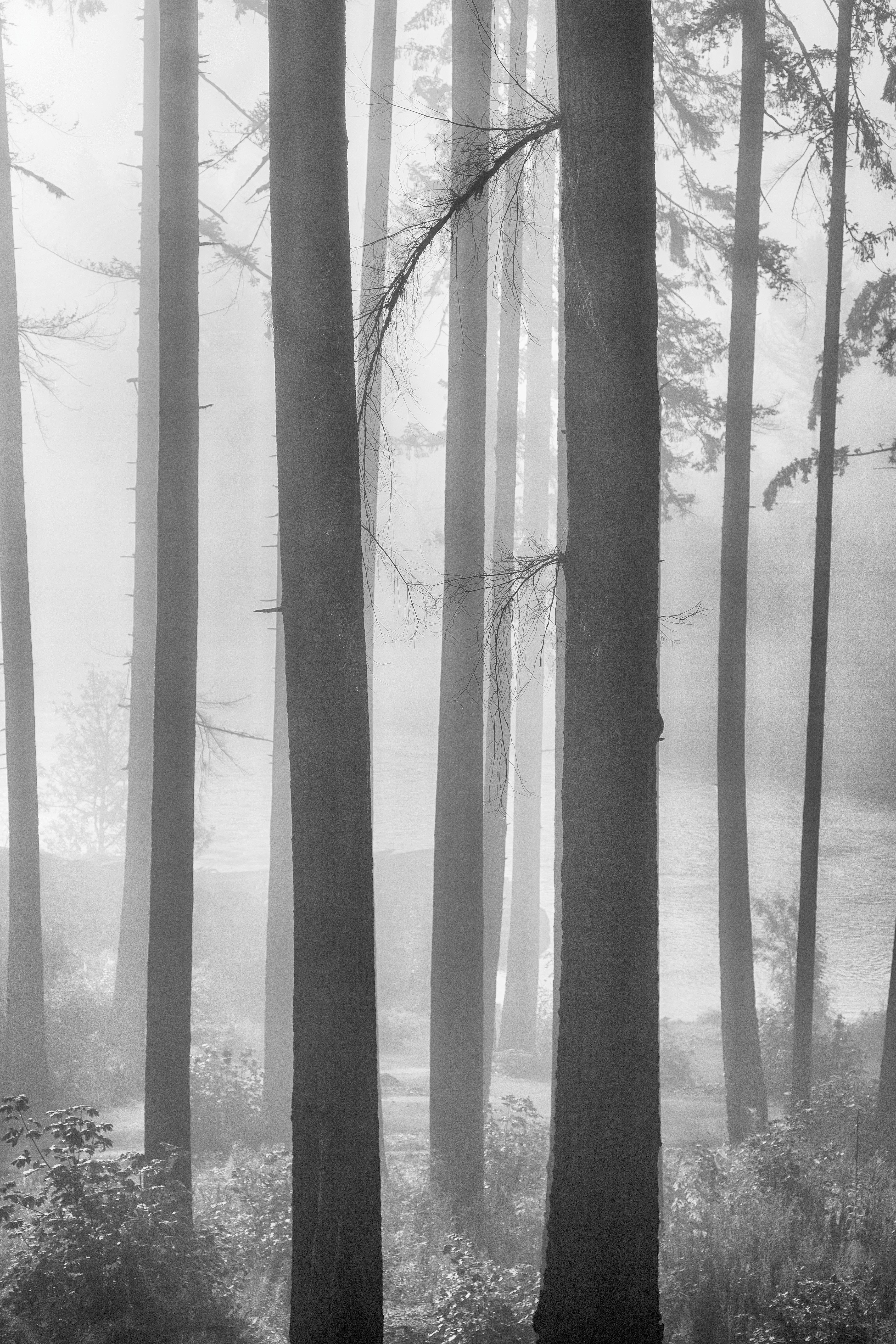 https://0201.nccdn.net/4_2/000/000/072/2aa/foggy-forest-stand.jpg