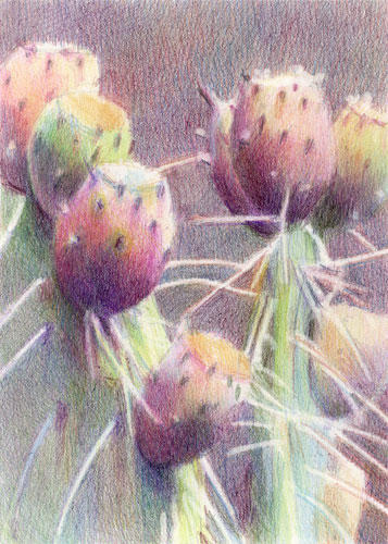 Prickly Pear Profile Coloured Pencil (7"x5") on Arches HP