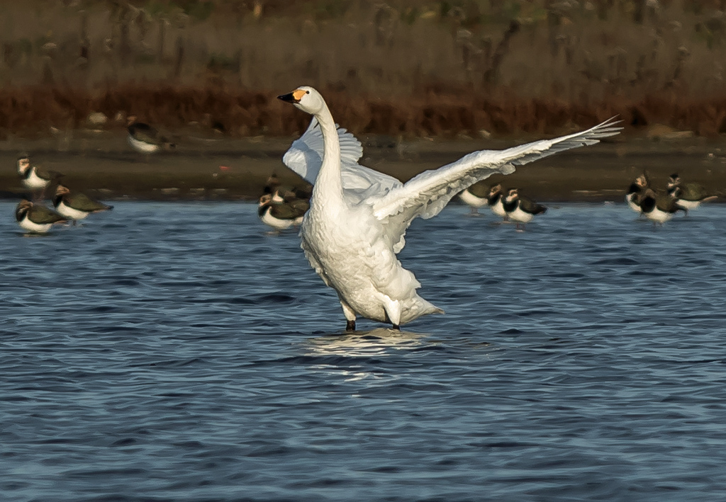 Brutus. King of North Kent.